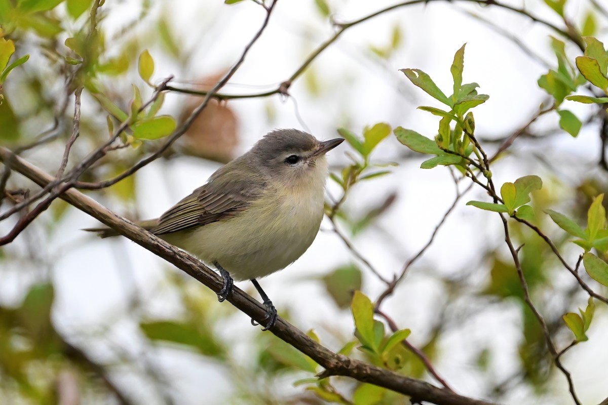 Warbling Vireo - ML566653181