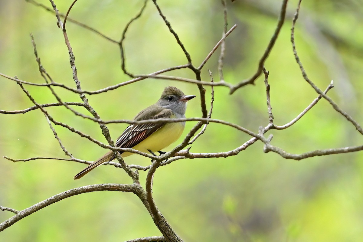 Great Crested Flycatcher - Eileen Gibney