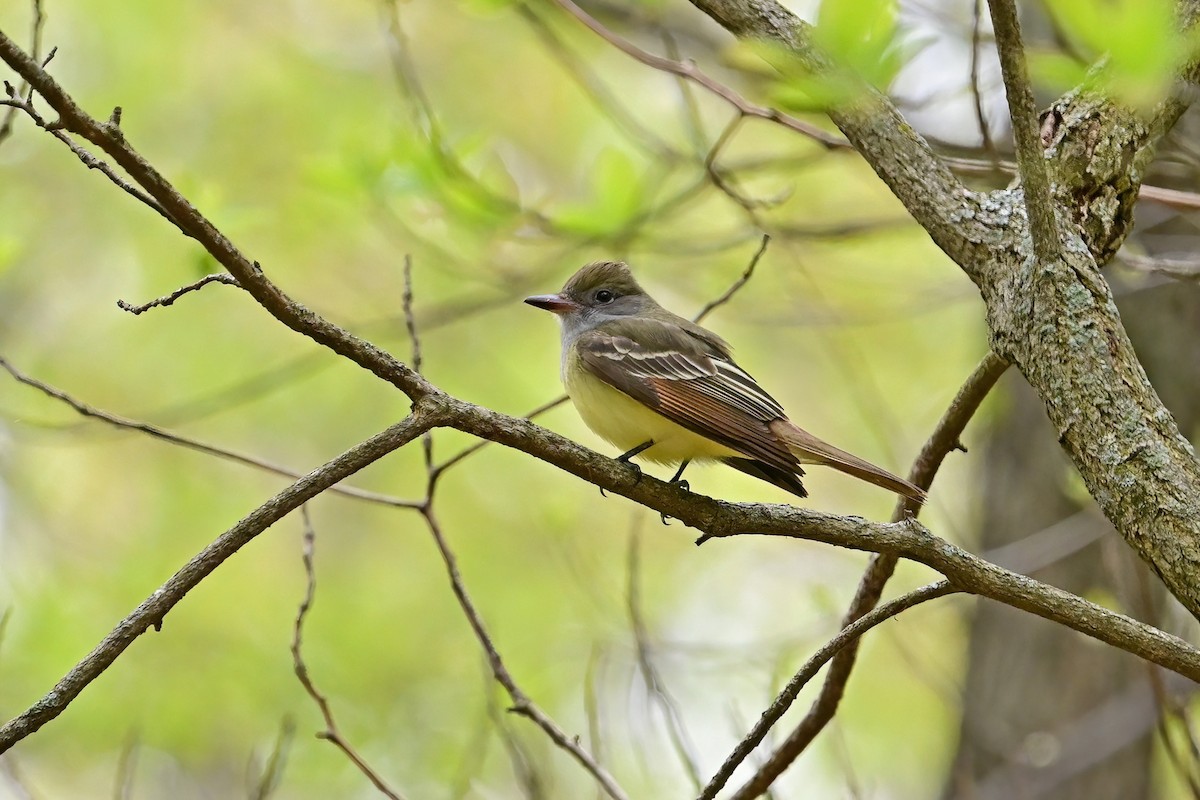 Great Crested Flycatcher - Eileen Gibney