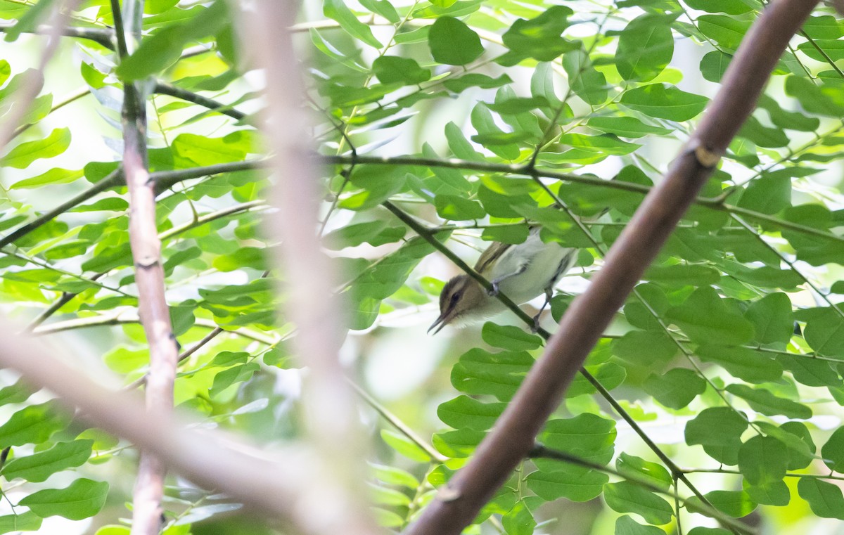 Black-whiskered Vireo - Jay McGowan