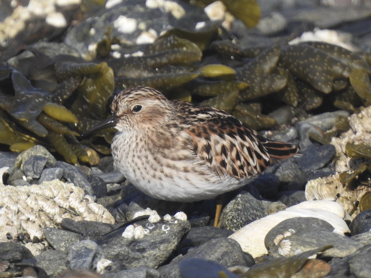 Least Sandpiper - ML566654701