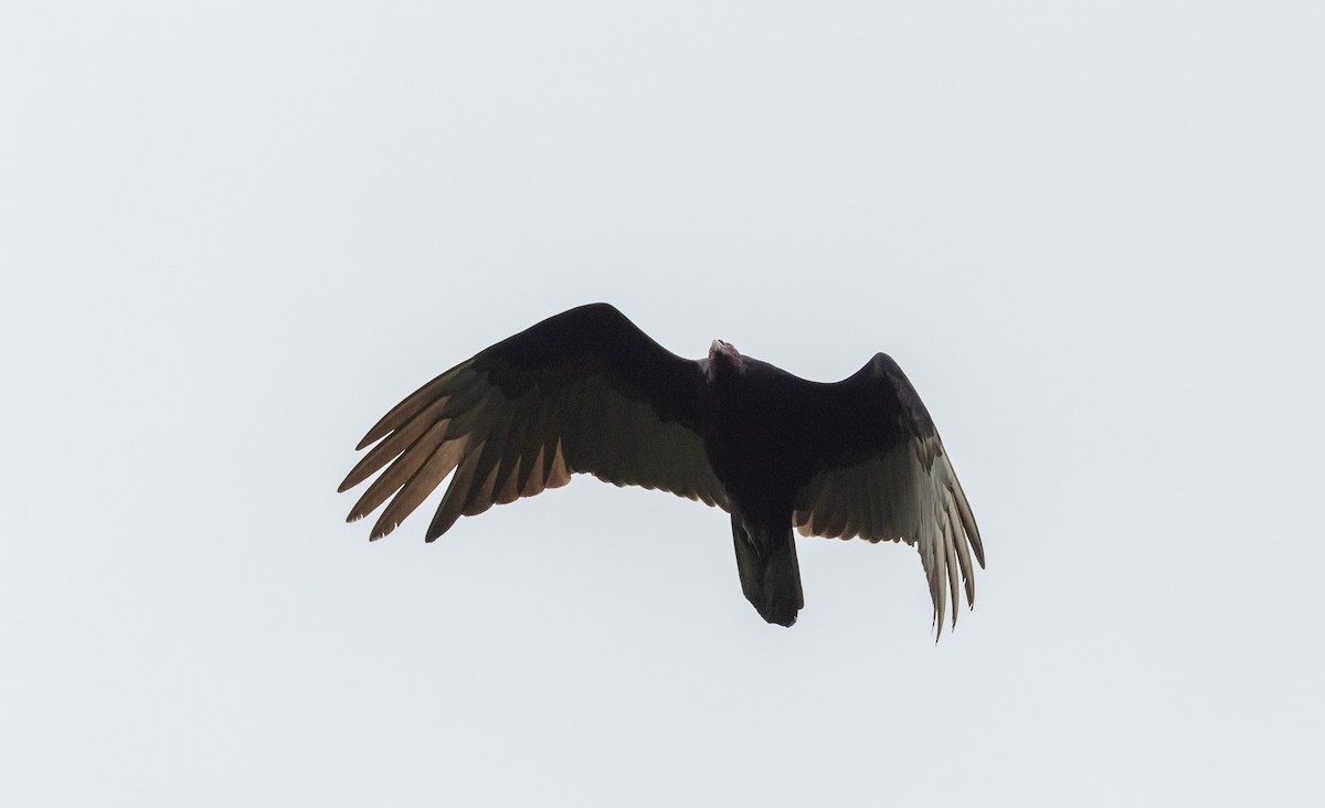 Turkey Vulture - Jay McGowan