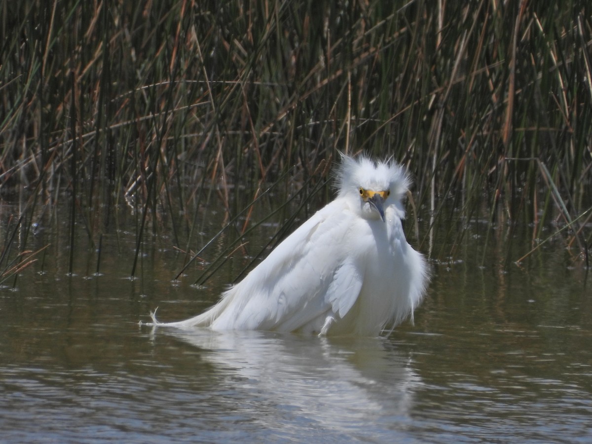 Snowy Egret - ML566656381