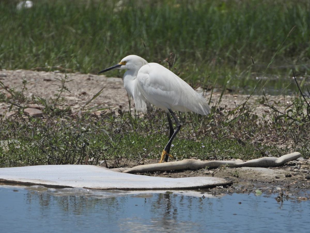 Snowy Egret - ML566656391