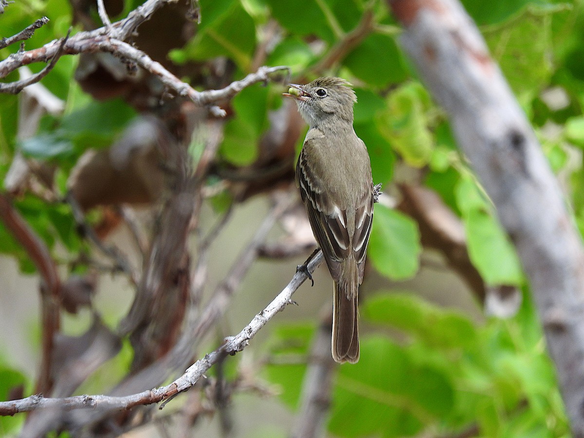 Yellow-bellied Elaenia - Alfredo Rosas