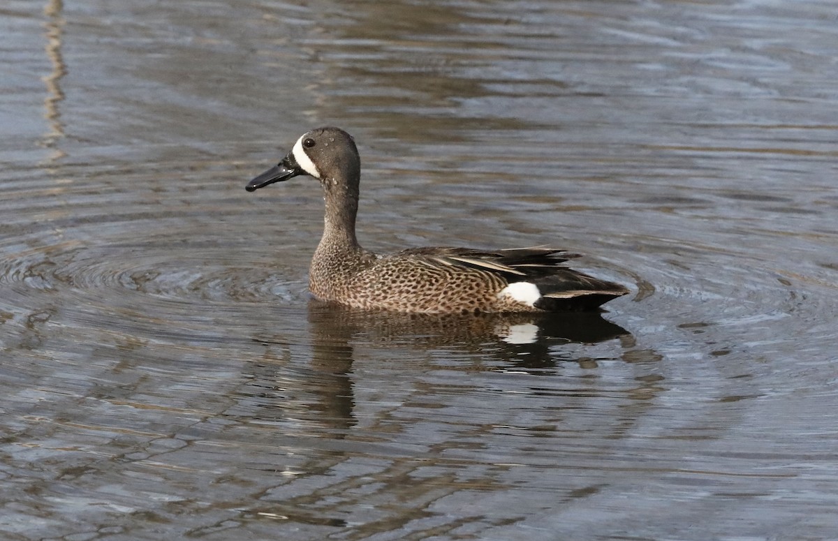 Blue-winged Teal - ML566658371
