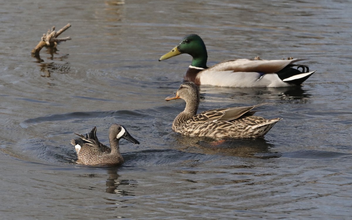 Blue-winged Teal - ML566658411