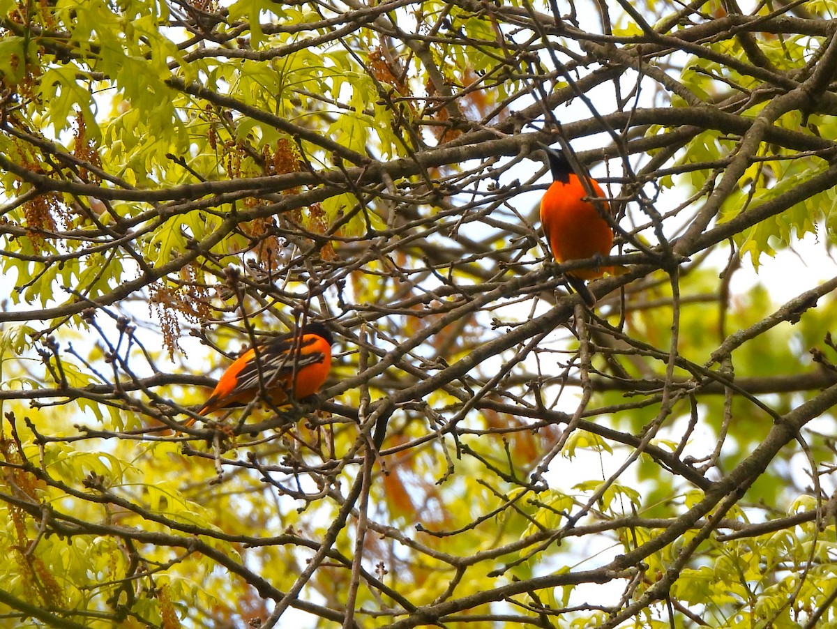 Baltimore Oriole - ML566658841