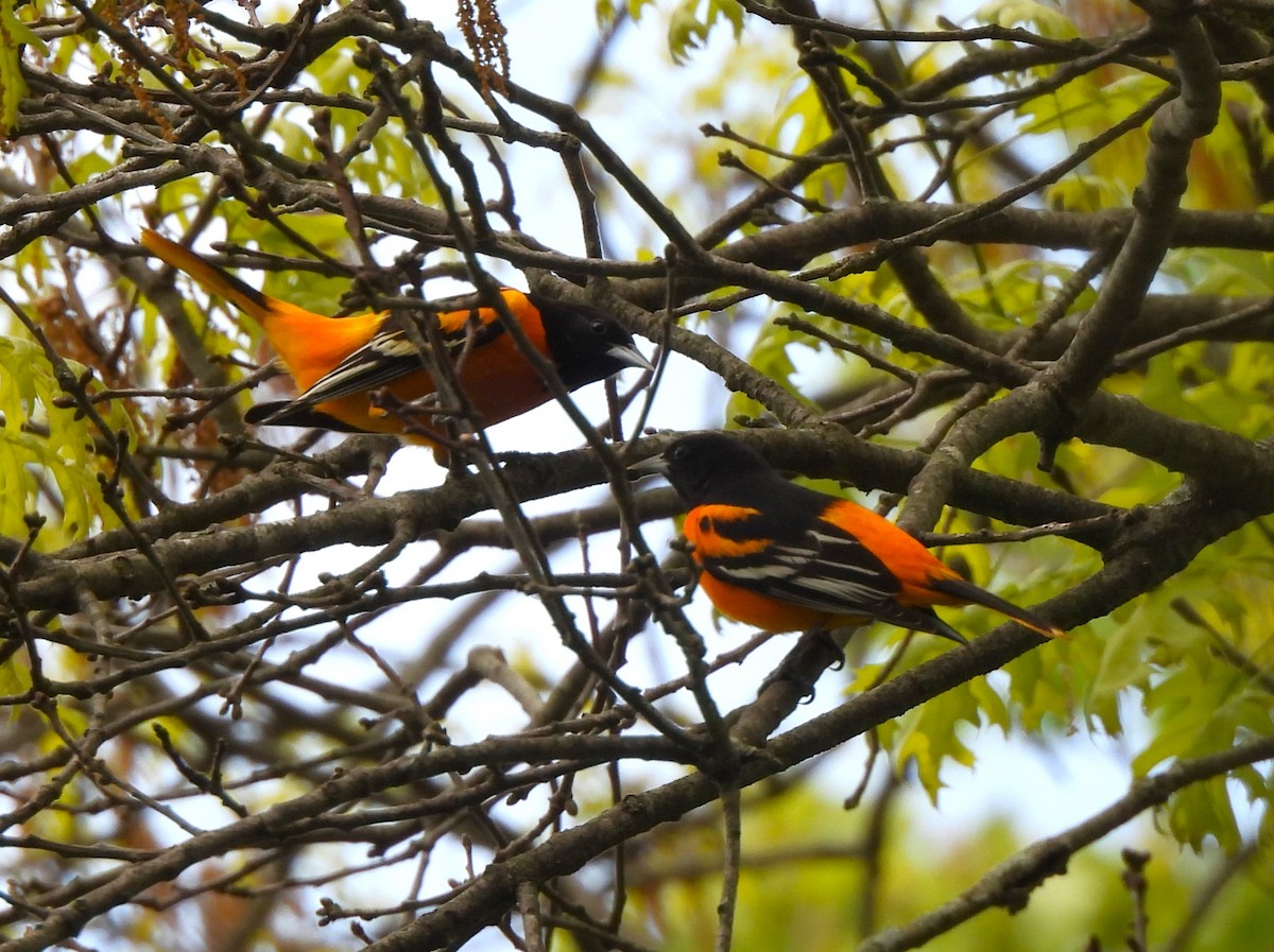 Baltimore Oriole - ML566659081