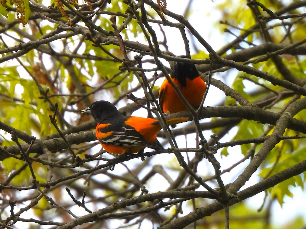 Baltimore Oriole - ML566659101