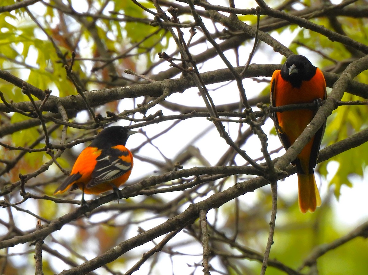 Baltimore Oriole - ML566659121