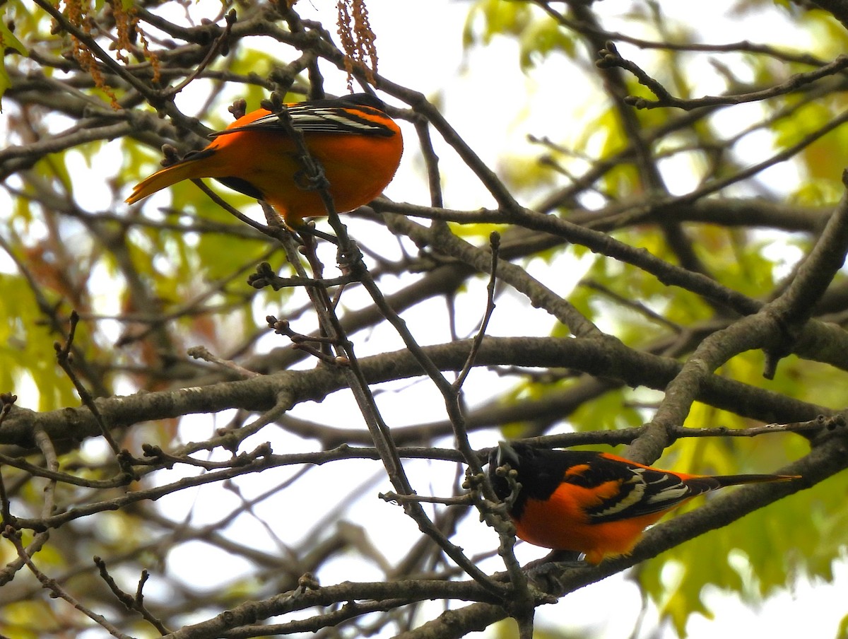 Baltimore Oriole - ML566659131