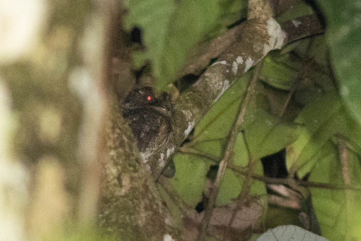 Wallace's Owlet-nightjar - ML566659611