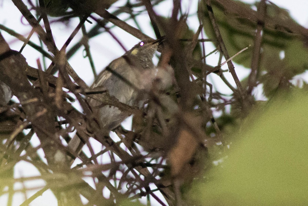 Meliphaga, Territornis ou Microptilotis sp. - ML566659761