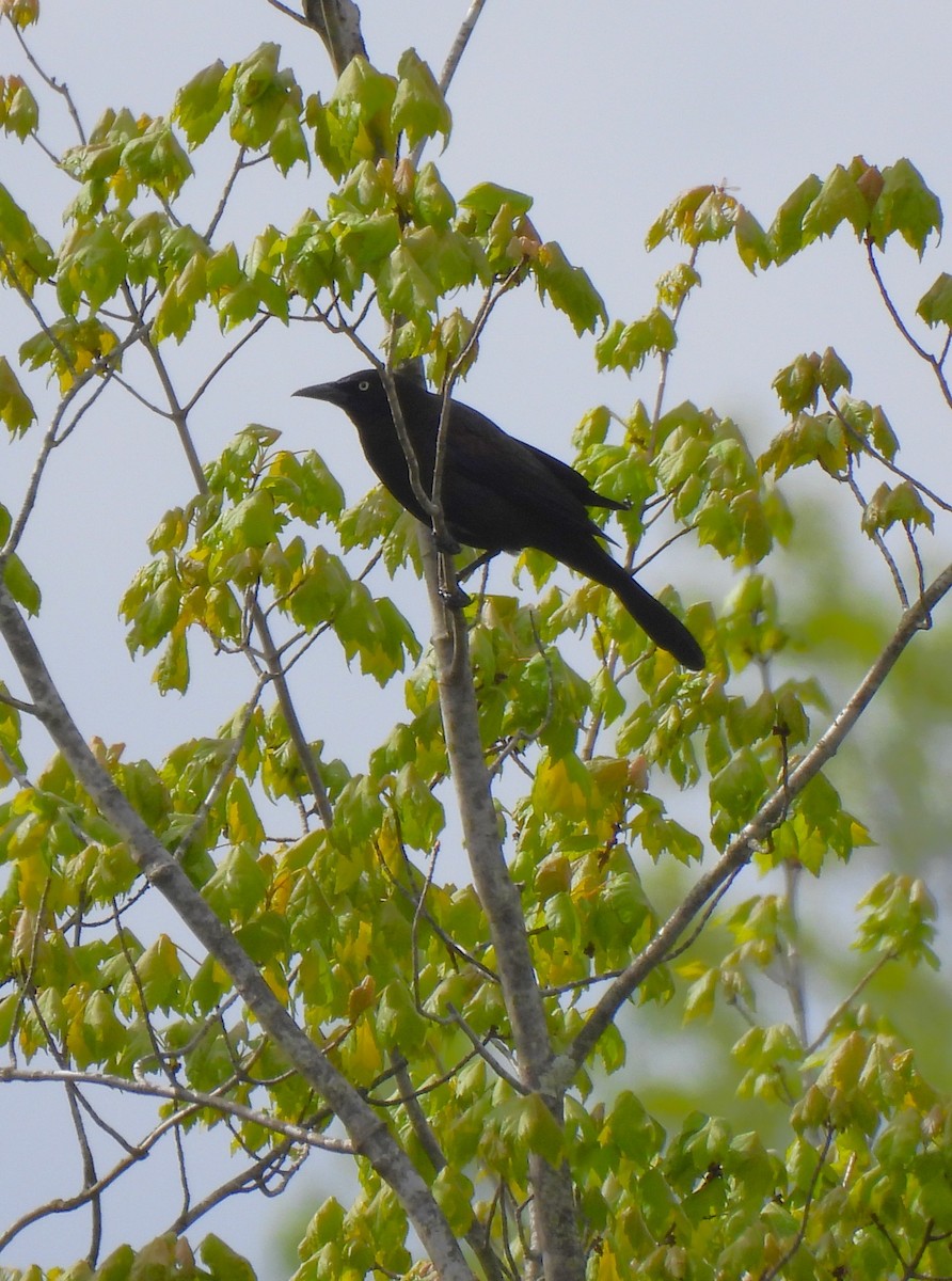 Common Grackle - ML566660851