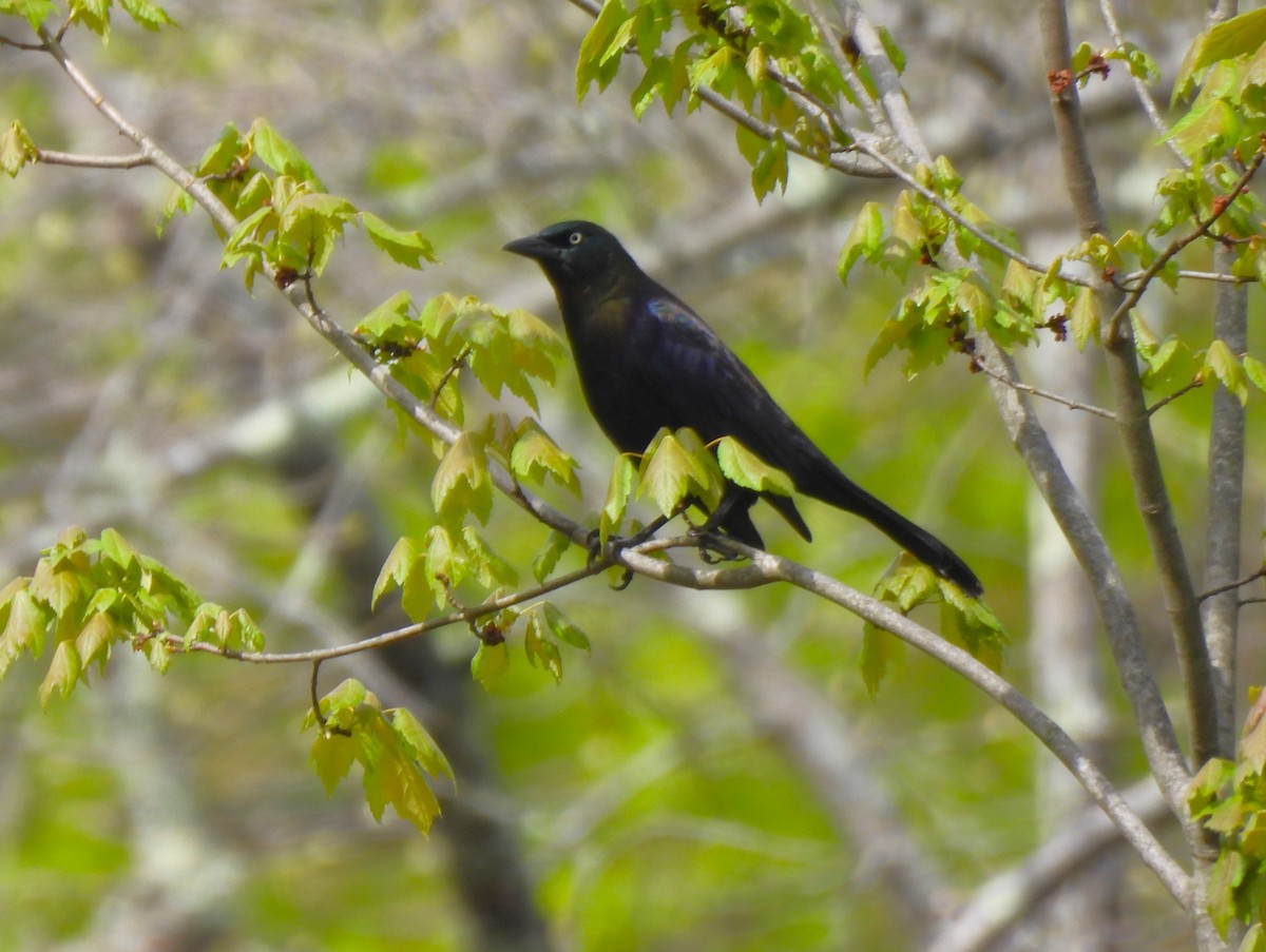 Common Grackle - ML566660861