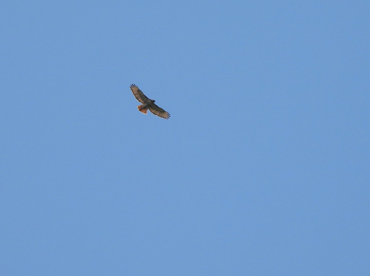 Red-tailed Hawk - ML566661331