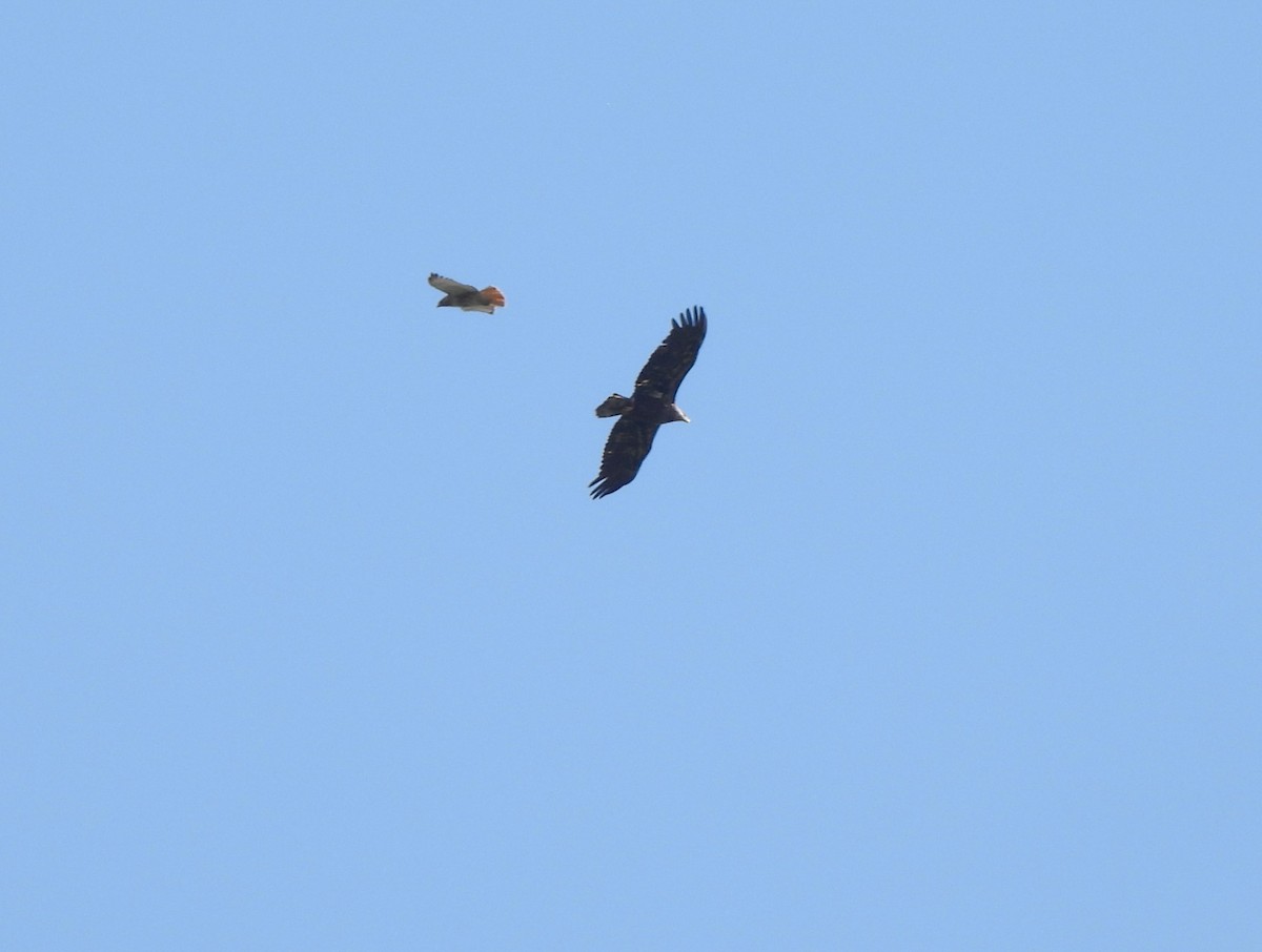 Red-tailed Hawk - ML566661341