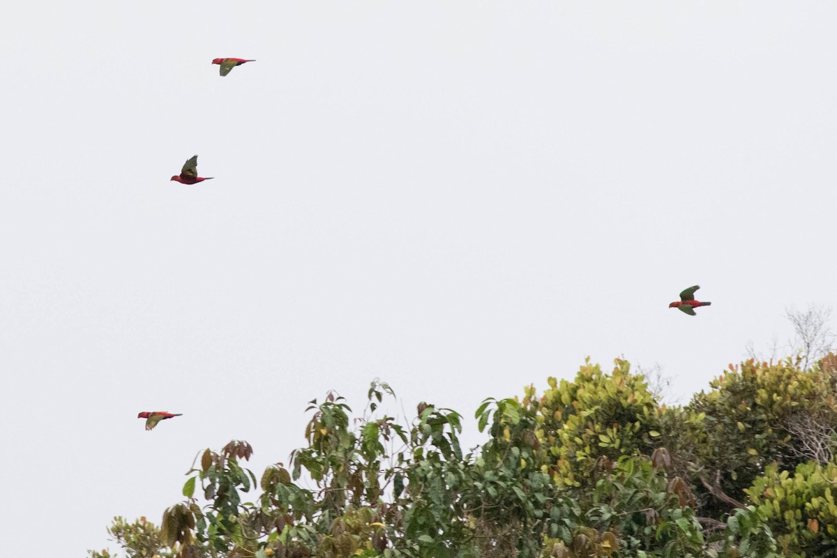 Black-capped Lory - ML566661841