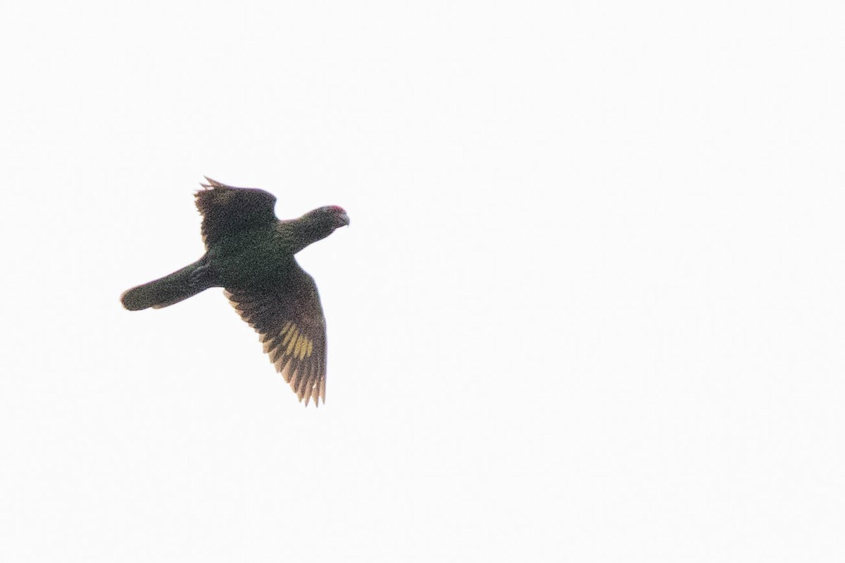 Yellow-streaked Lory - ML566661891