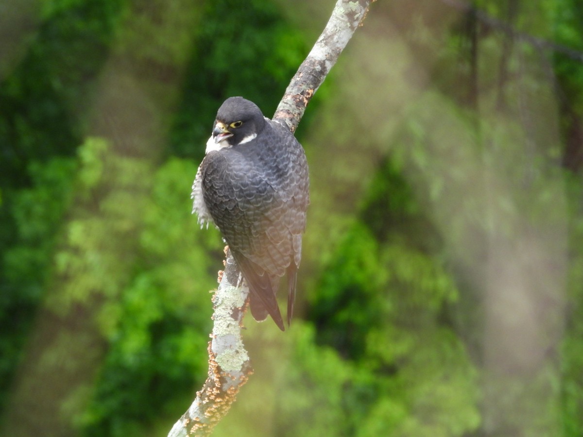 Peregrine Falcon - ML566662211