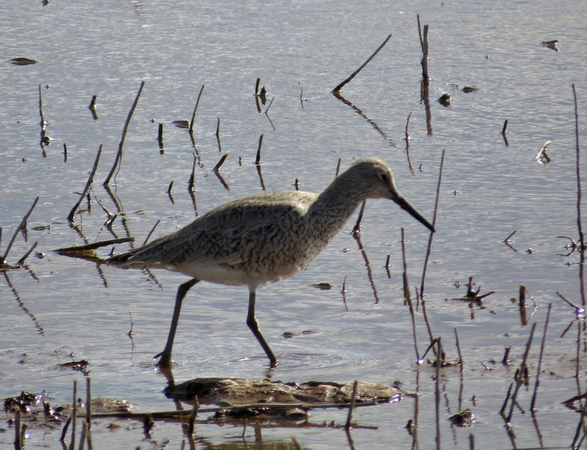 Willet - Diane Drobka