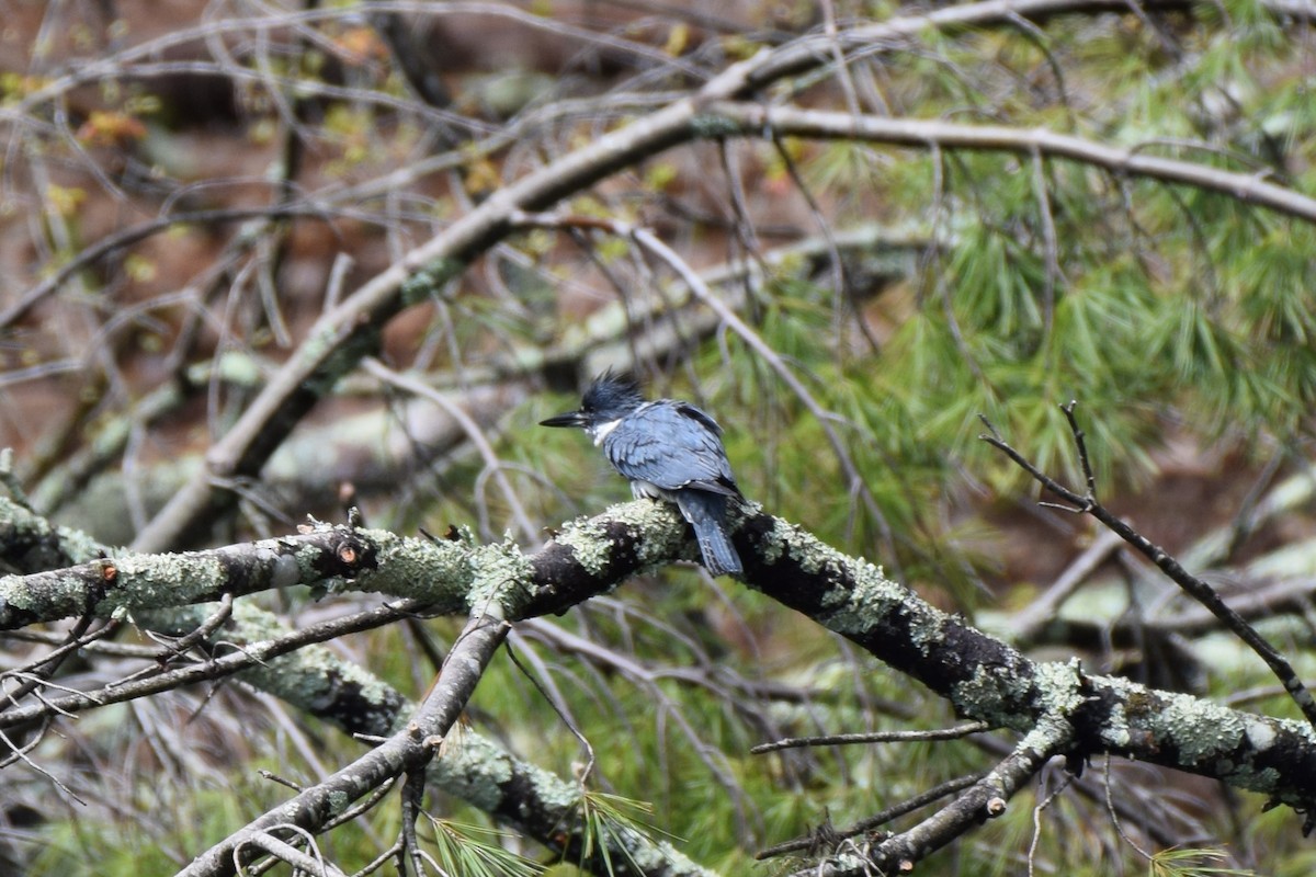 Belted Kingfisher - ML566664691