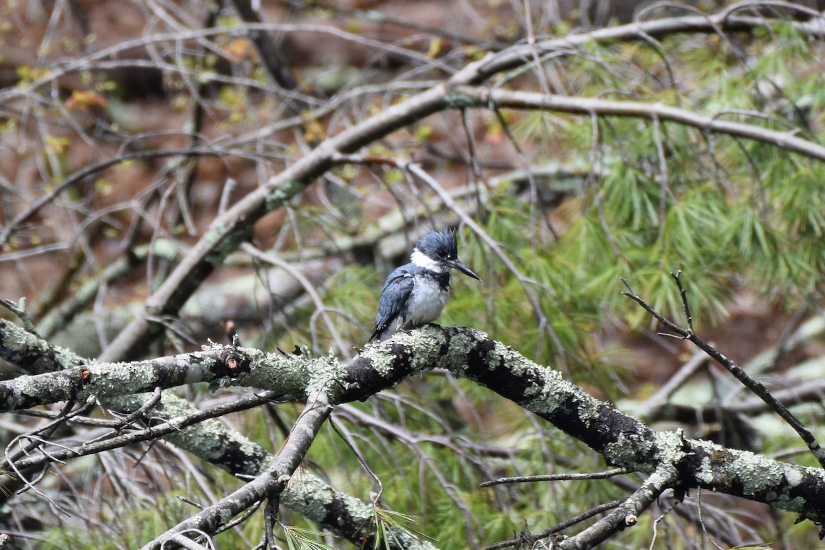 Belted Kingfisher - ML566664701