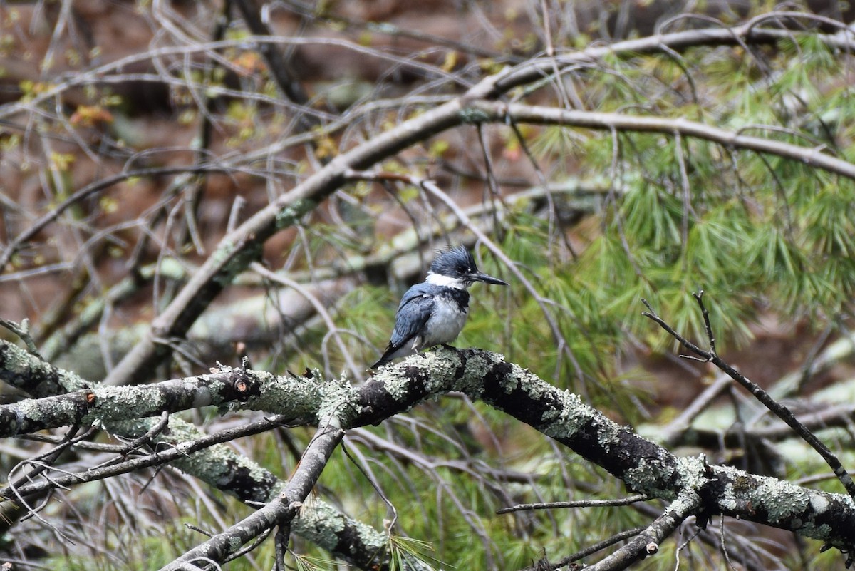 Belted Kingfisher - ML566664711