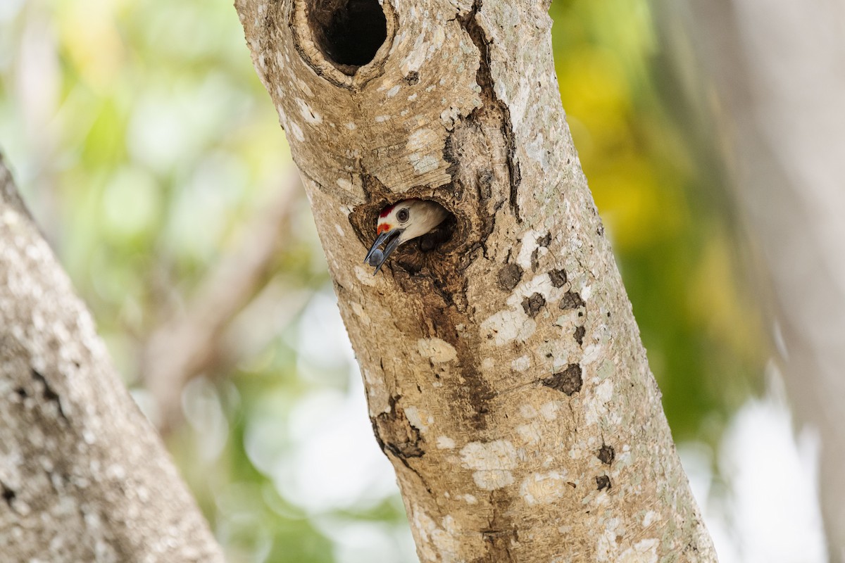 Golden-fronted Woodpecker - ML566666691