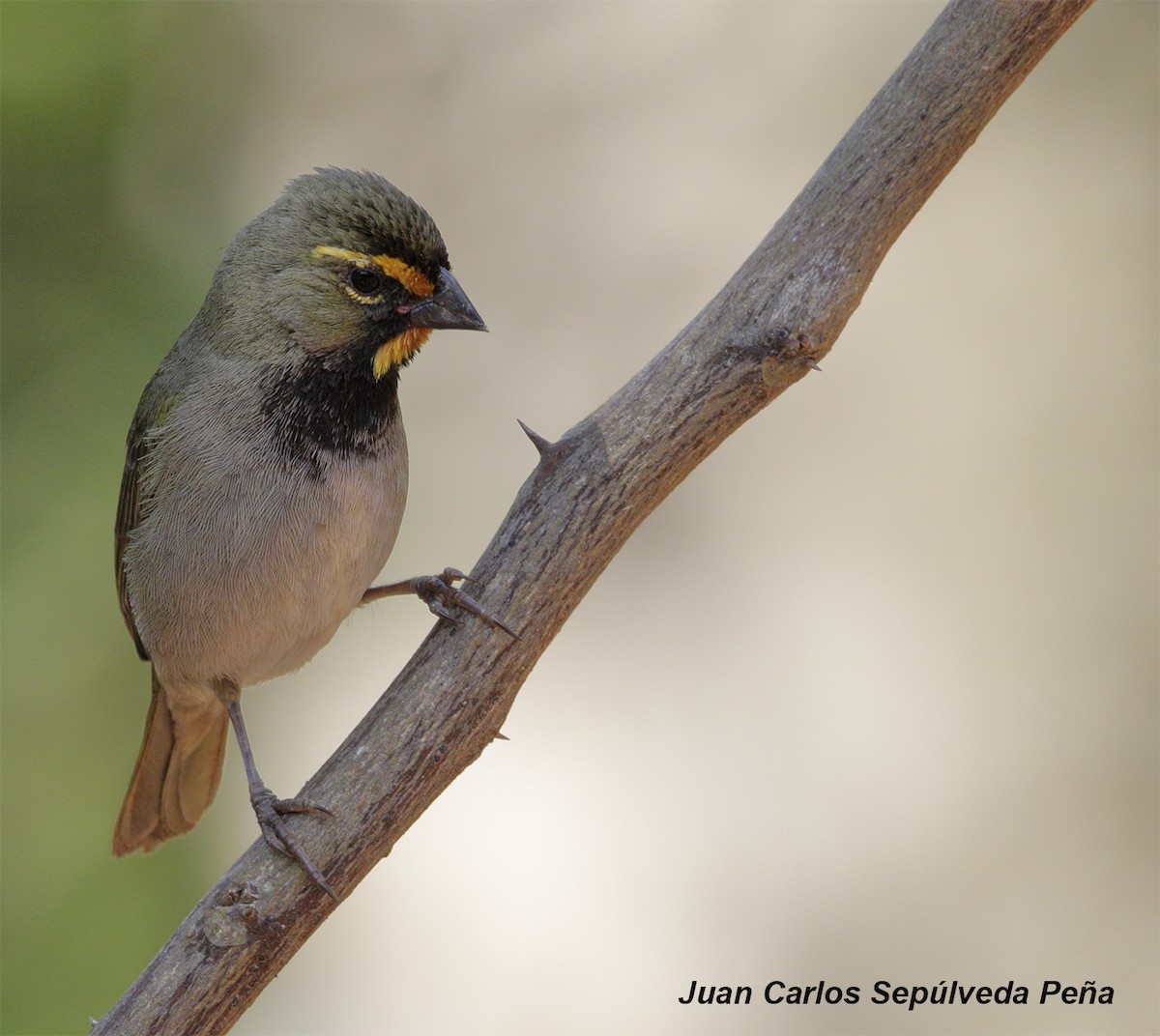 Yellow-faced Grassquit - ML56666681