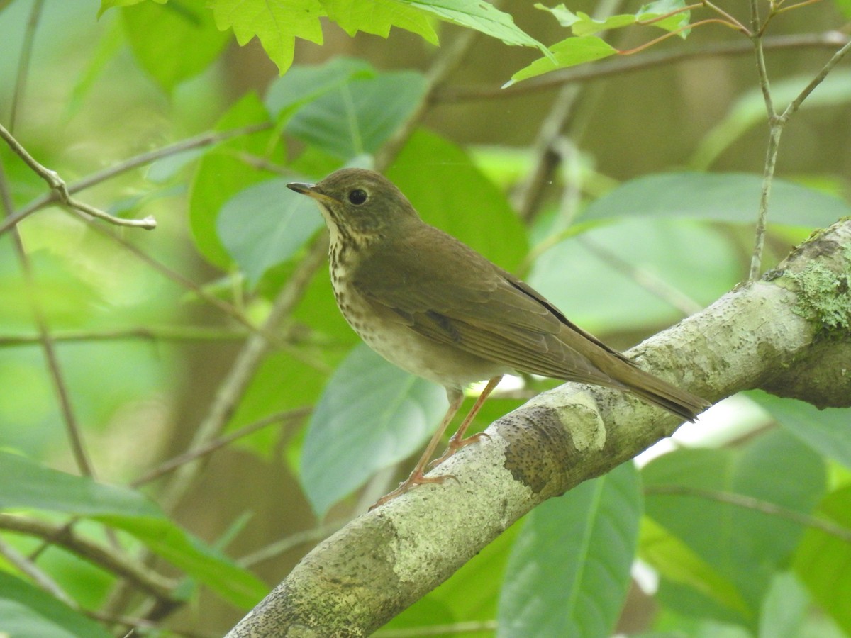 Gray-cheeked Thrush - ML566667291