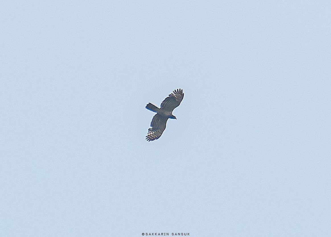 Oriental Honey-buzzard - ML566667361