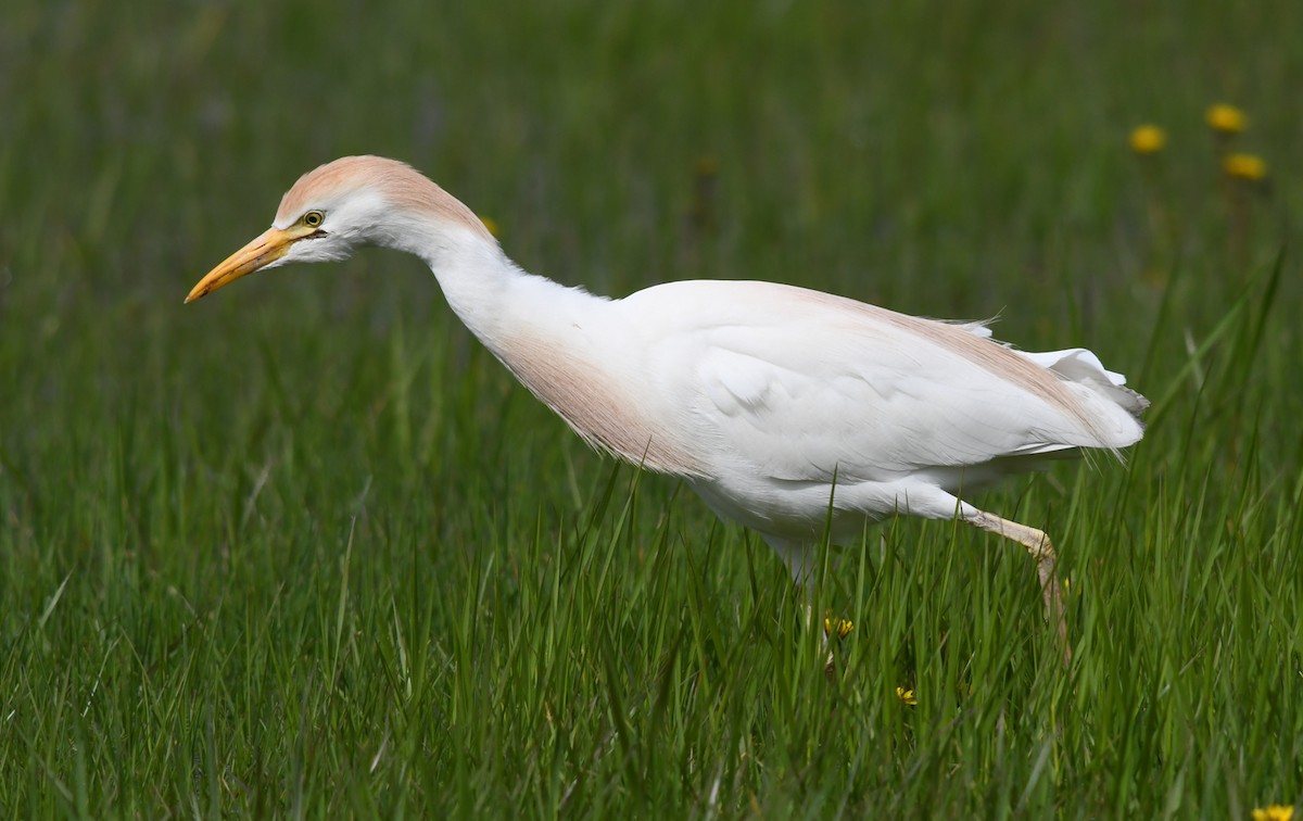 Чапля єгипетська (підвид ibis) - ML566667561