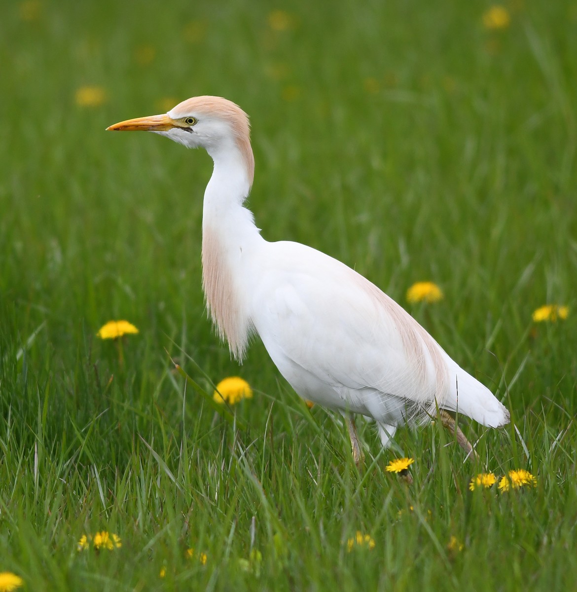 Чапля єгипетська (підвид ibis) - ML566667571