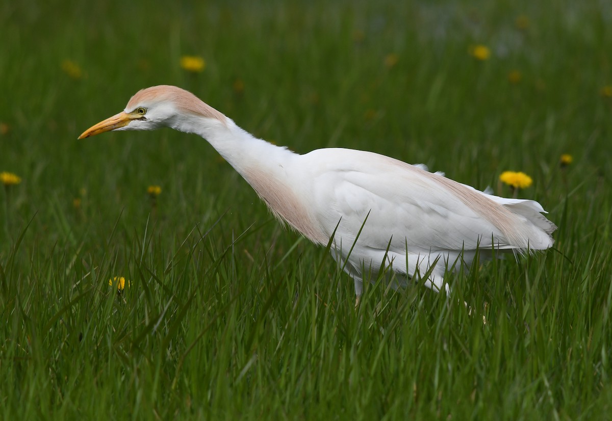 Чапля єгипетська (підвид ibis) - ML566667581