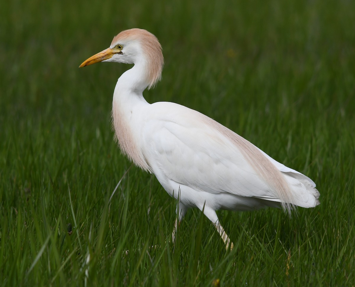 Western Cattle Egret - ML566667591