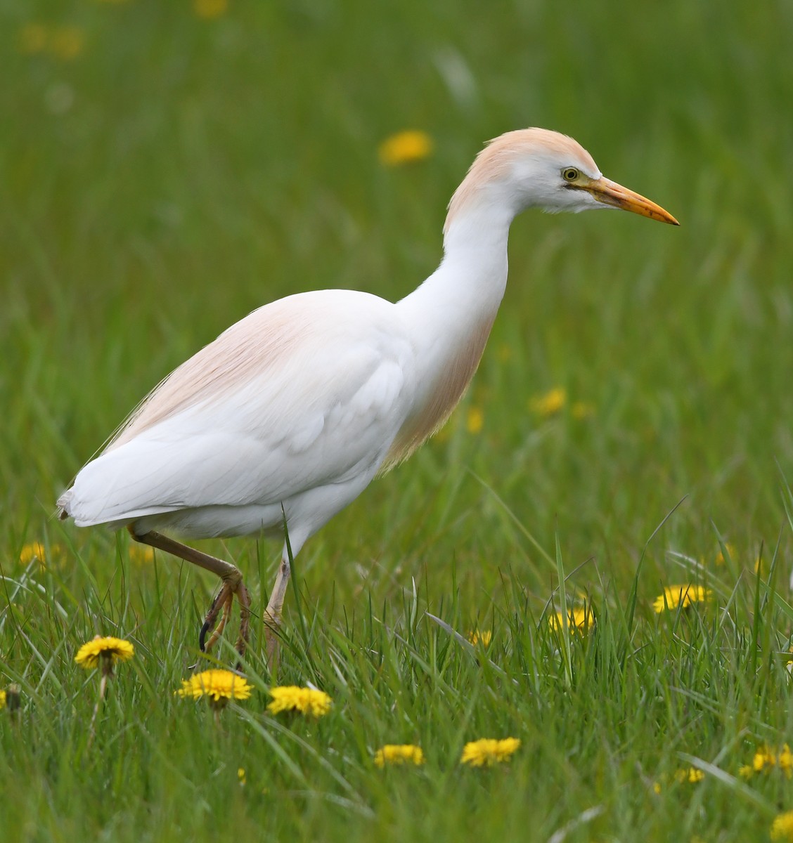 Чапля єгипетська (підвид ibis) - ML566667601