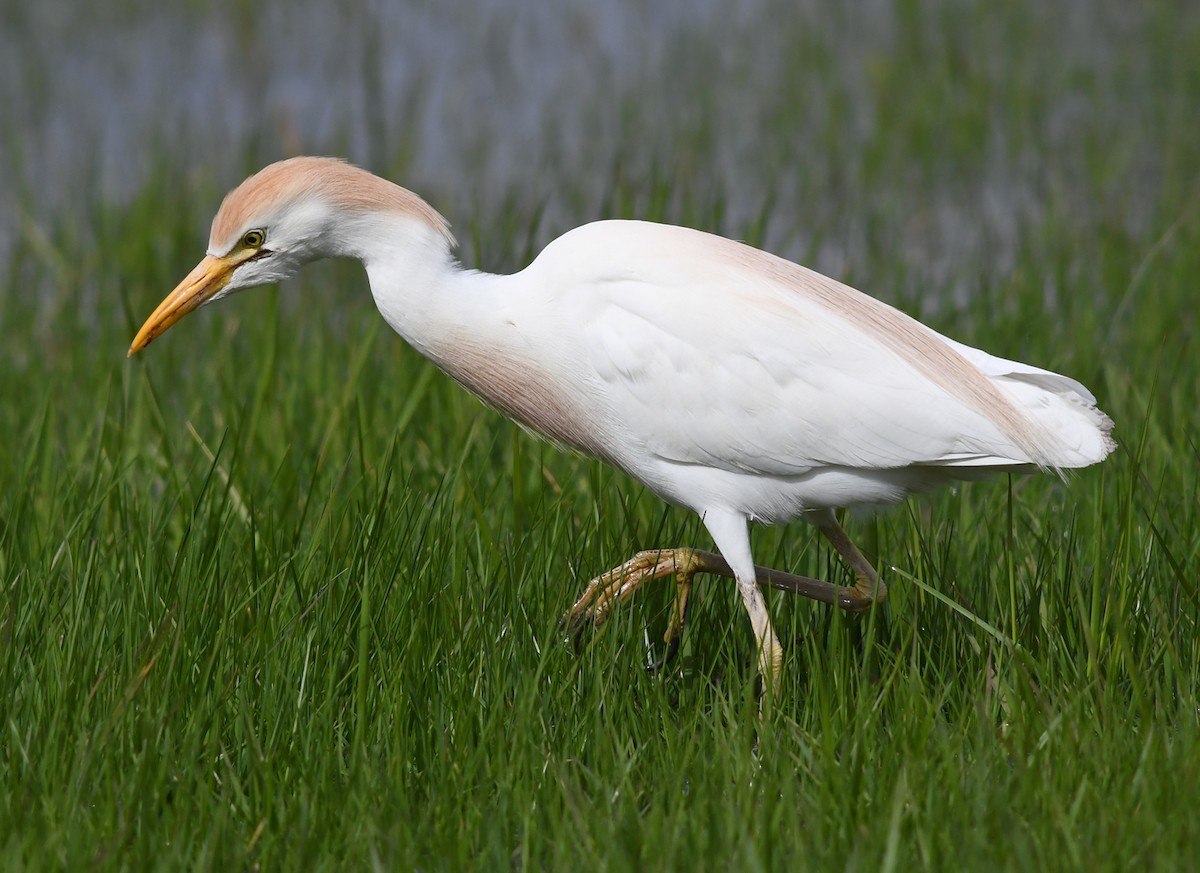 Чапля єгипетська (підвид ibis) - ML566667611