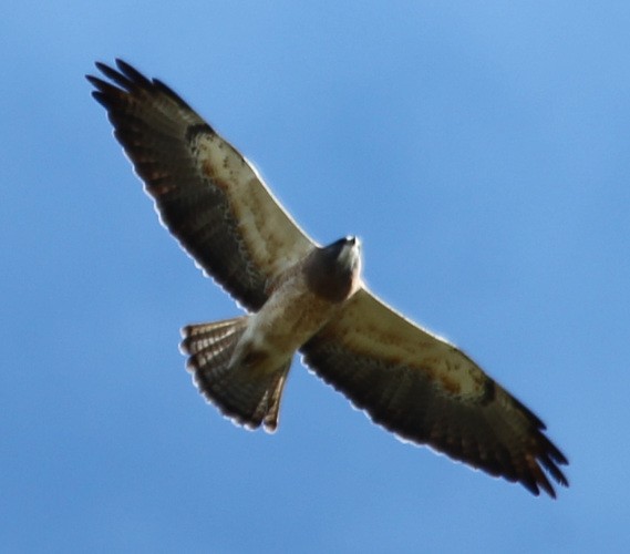 Swainson's Hawk - ML56666771