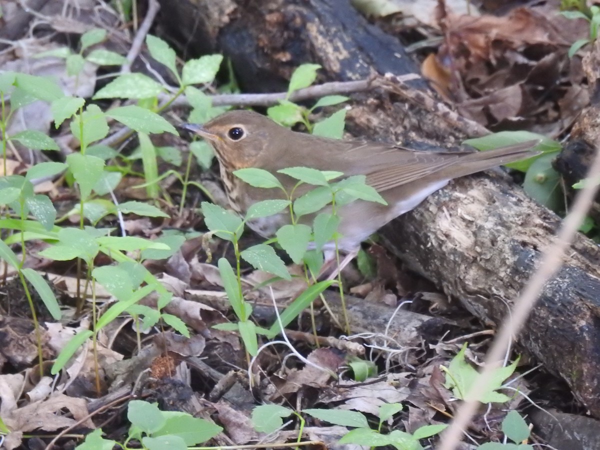 Swainson's Thrush - ML566667711