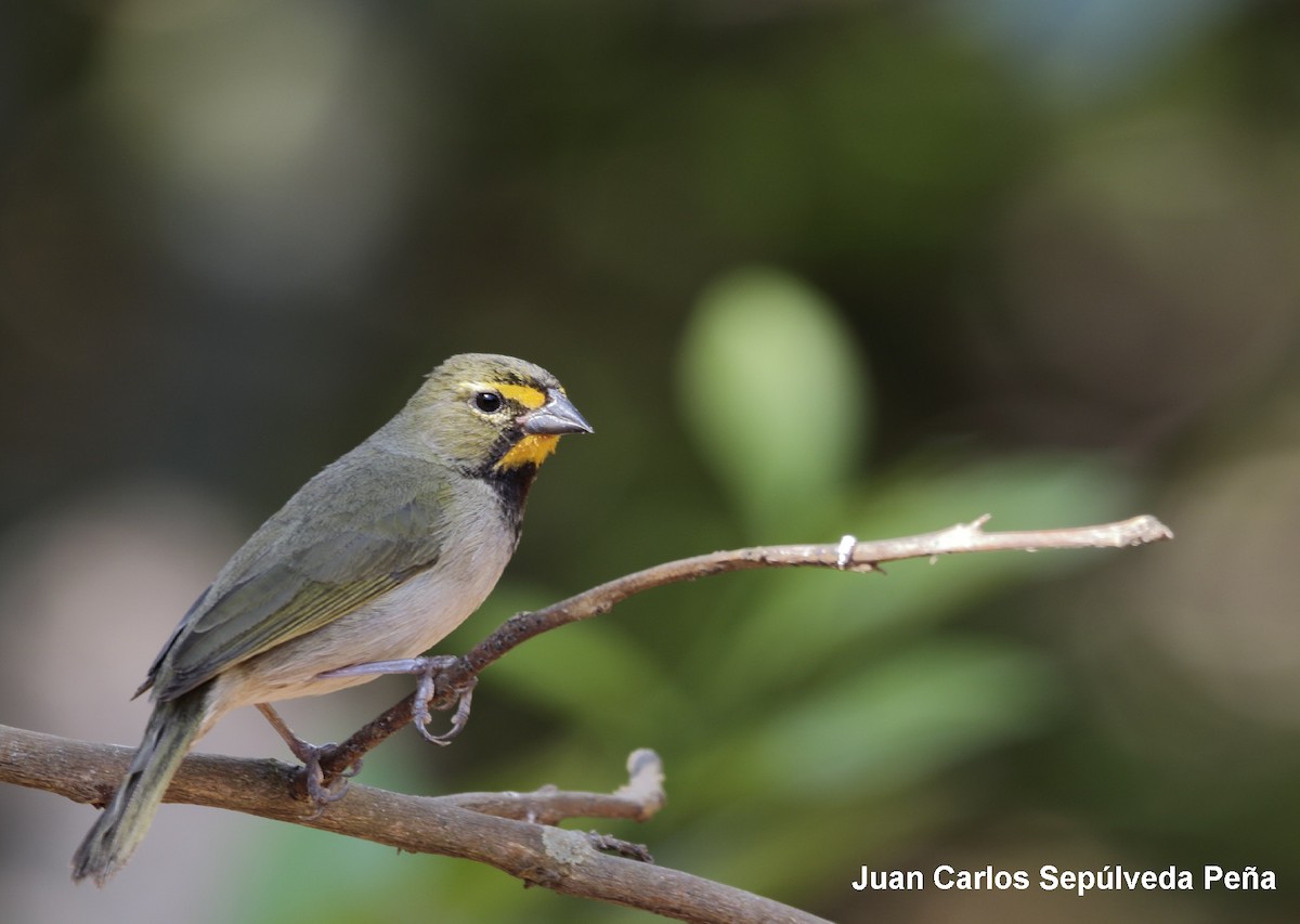 Yellow-faced Grassquit - ML56666791