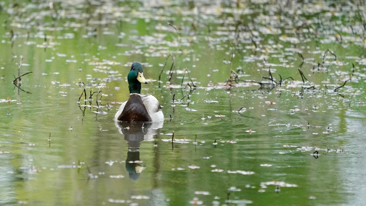 Зэрлэг нугас - ML566668081