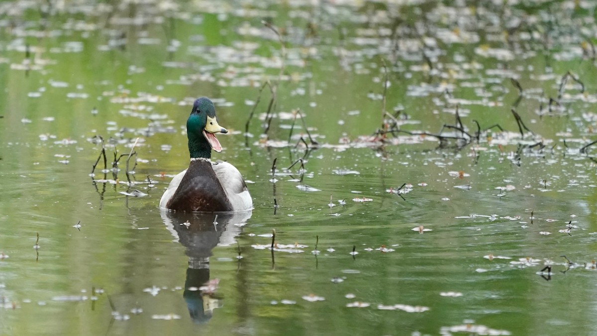 Зэрлэг нугас - ML566668141