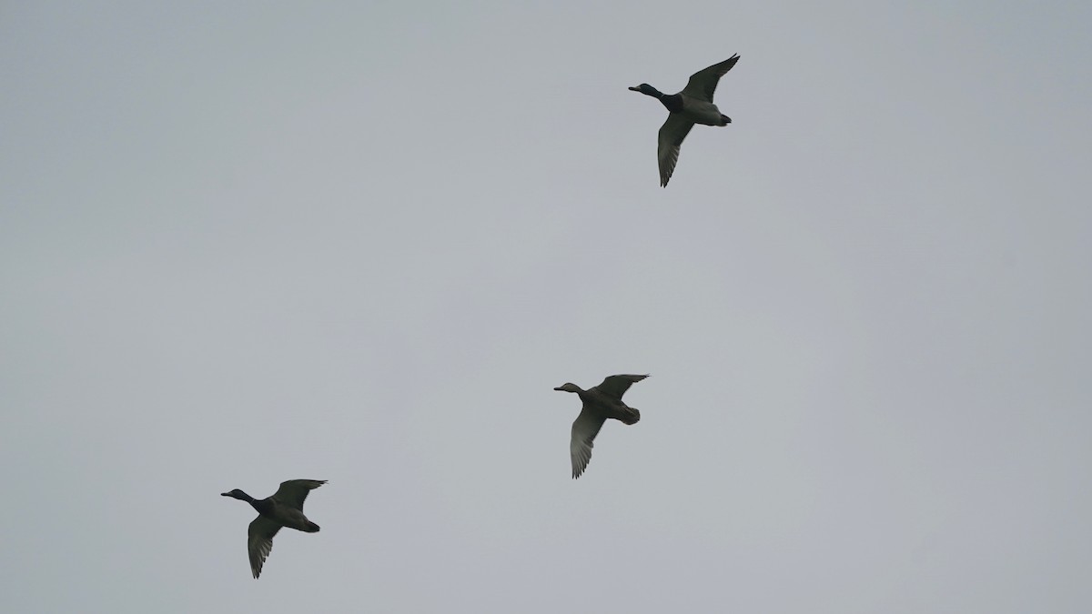 Зэрлэг нугас - ML566668211