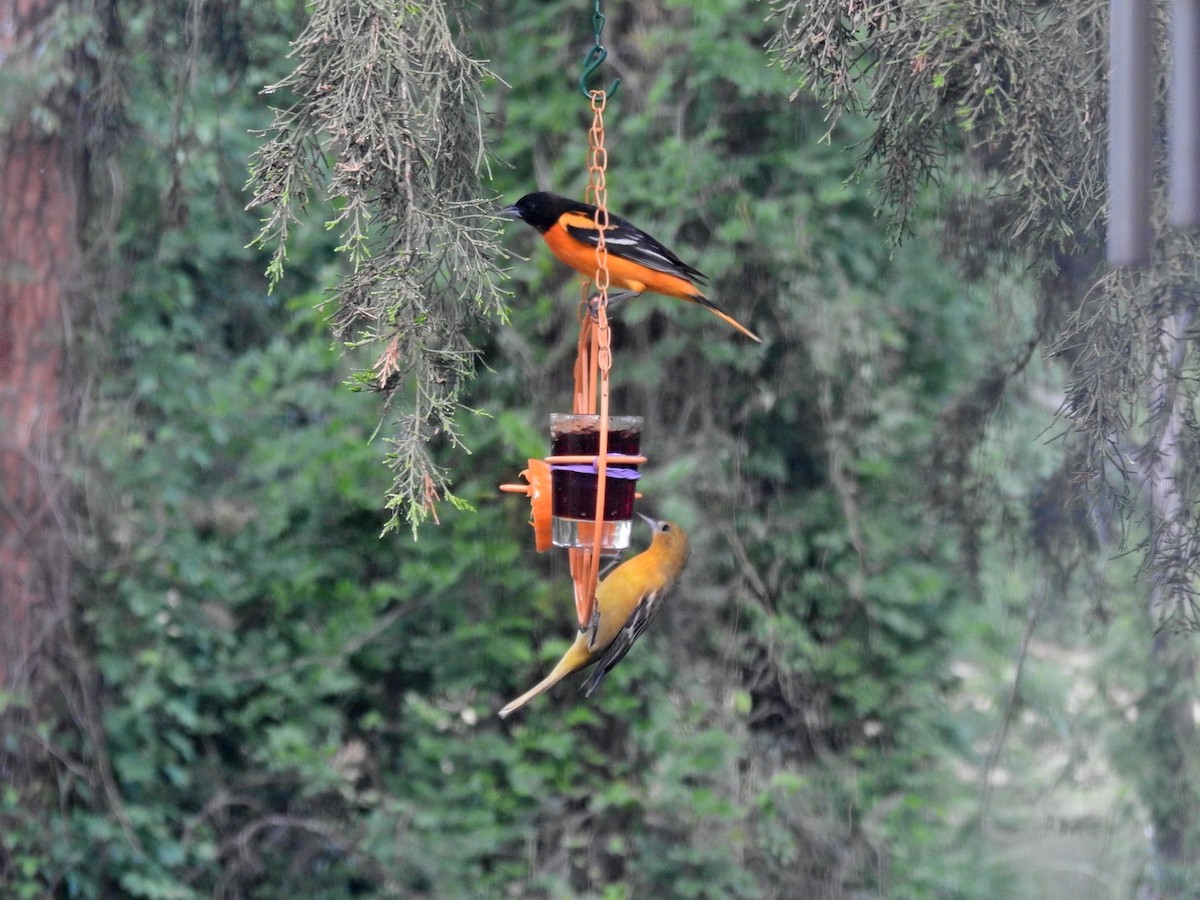 Baltimore Oriole - ML566669261