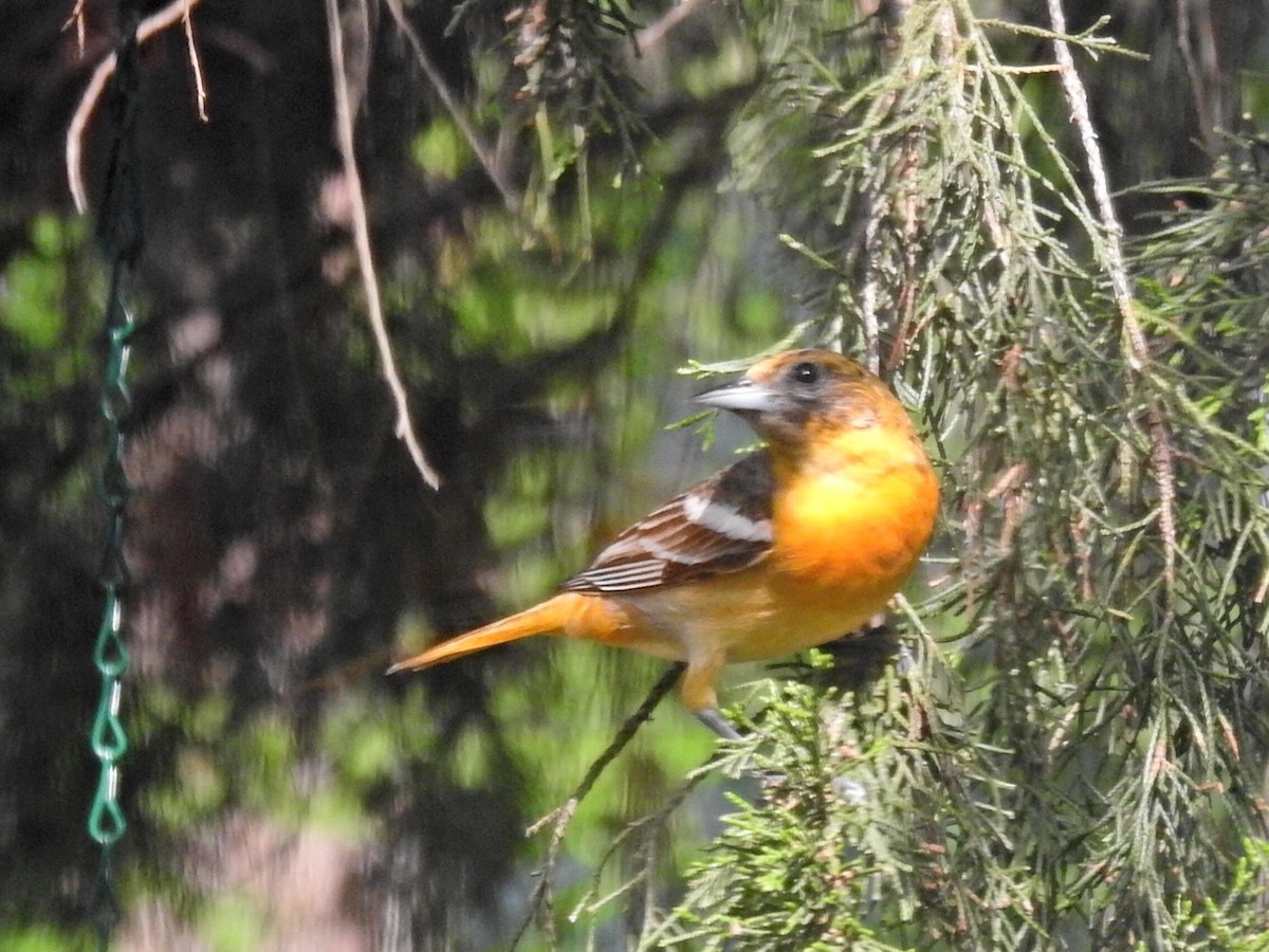 Baltimore Oriole - ML566669271