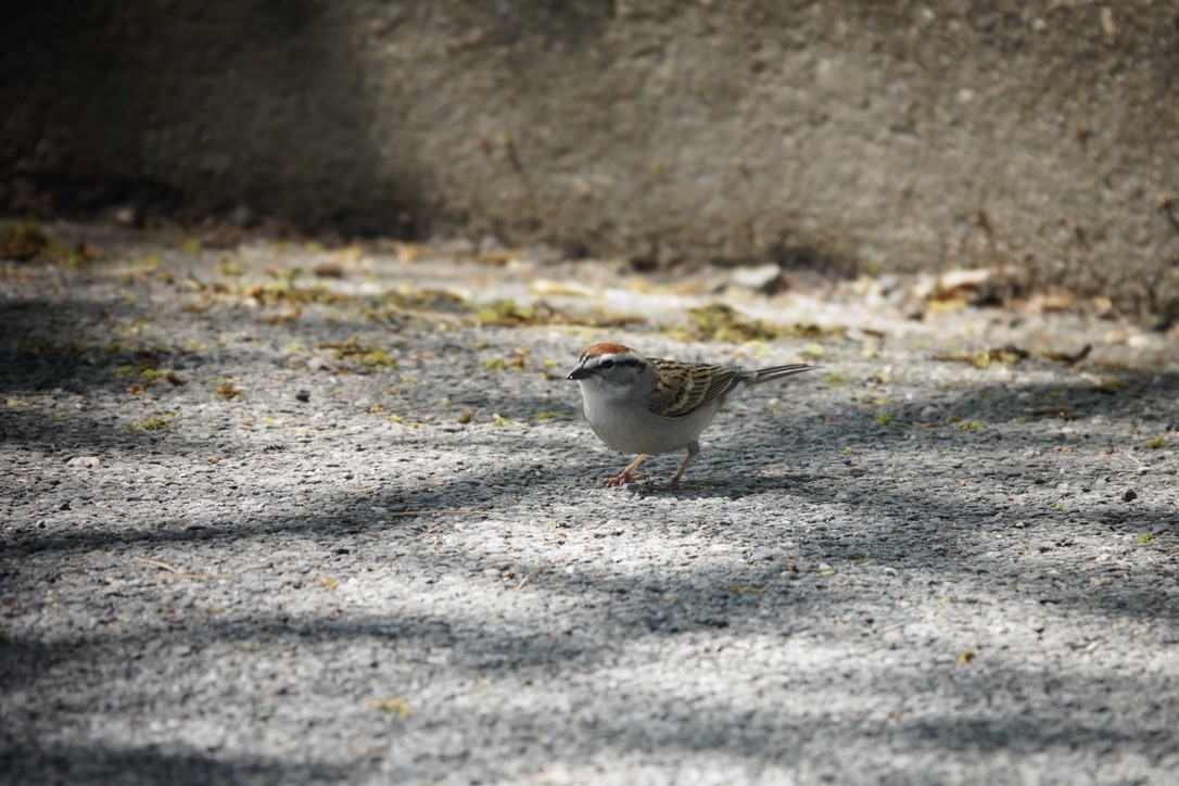 Chipping Sparrow - ML566669641