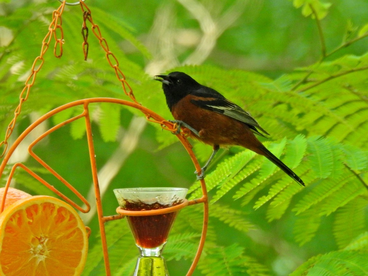 Orchard Oriole - ML566669661