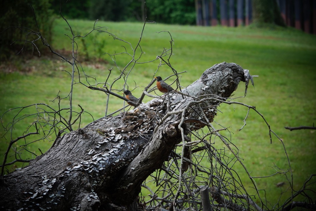 American Robin - ML566669841